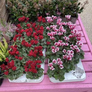 Mill Pond Garden Centre - Red & Pink Flowers