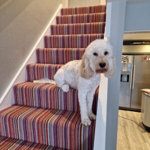 Deans Flooring - Dog on Stair Carpet